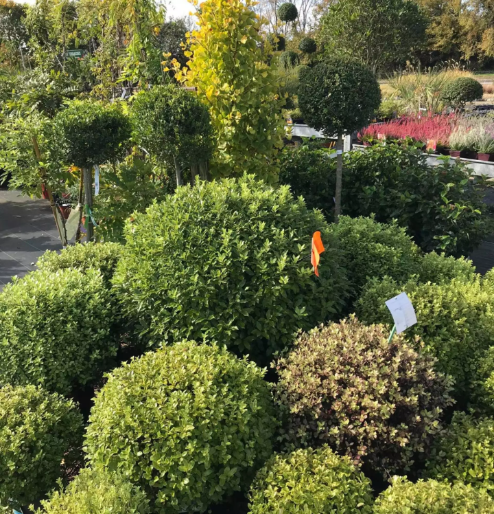 Plantes paysagères Plougoumelen