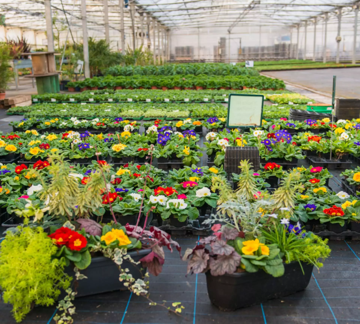 Producteur plantes fleuries Plougoumelen