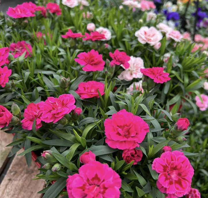 Des variétés pérennes pour fleurir durablement vos massifs.