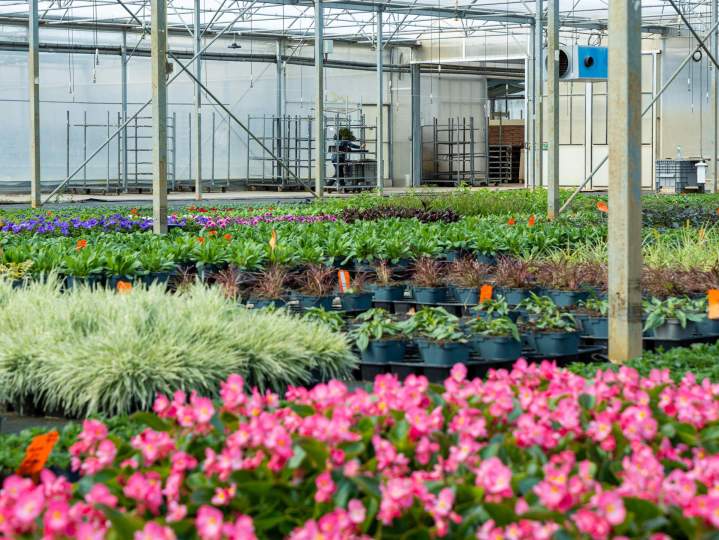 Fleurs de saison variées Plougoumelen