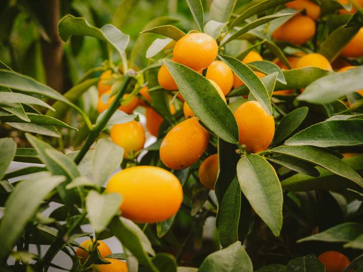 Tout pour cultiver votre potager et vos aromates.