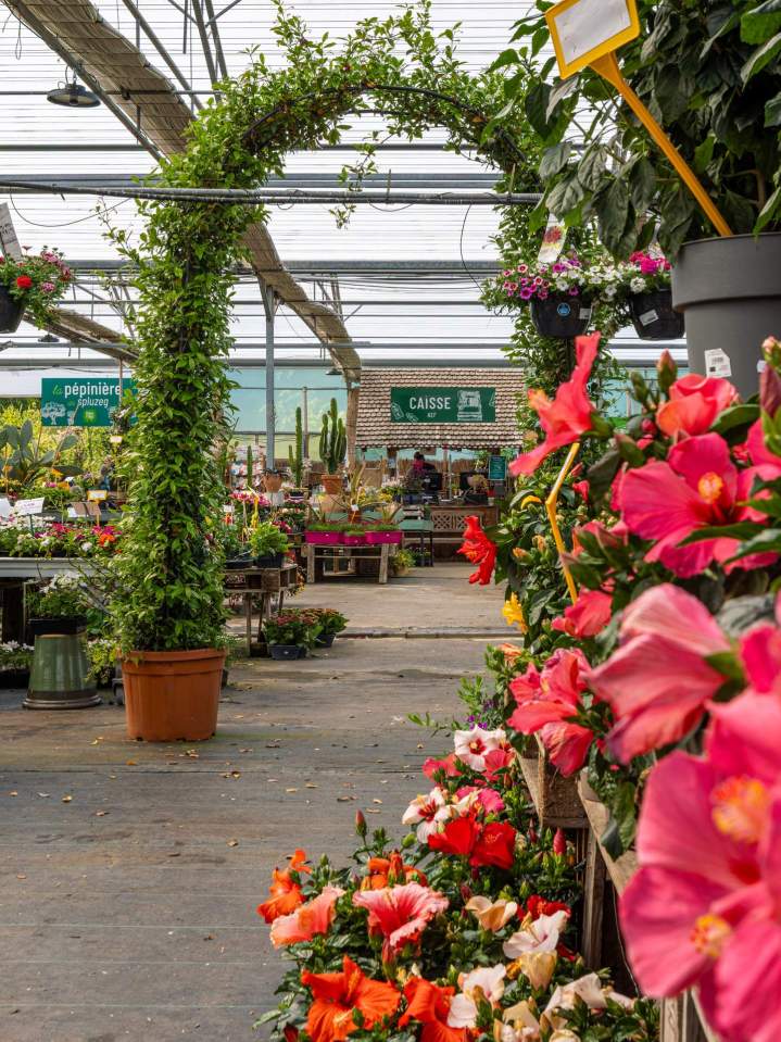 Vente de plantes vivaces Plougoumelen