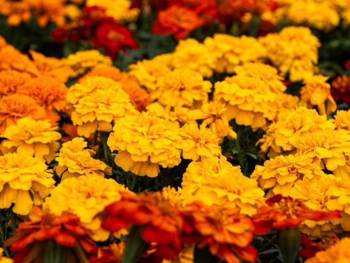 Des variétés pérennes pour fleurir durablement vos massifs.