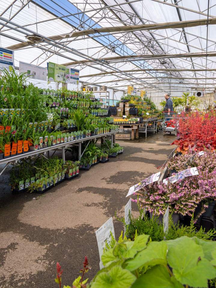 Vente de plantes vivaces Plougoumelen
