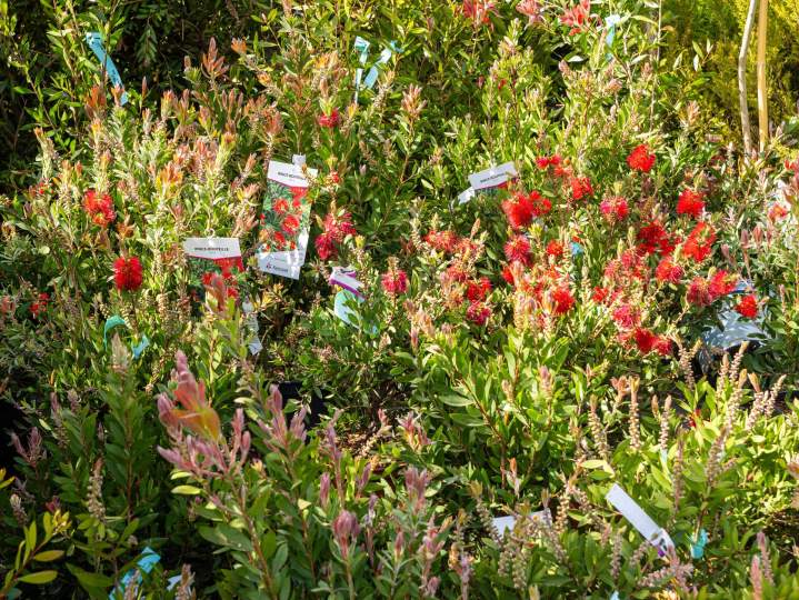 Grossiste plantes fleurs Plougoumelen