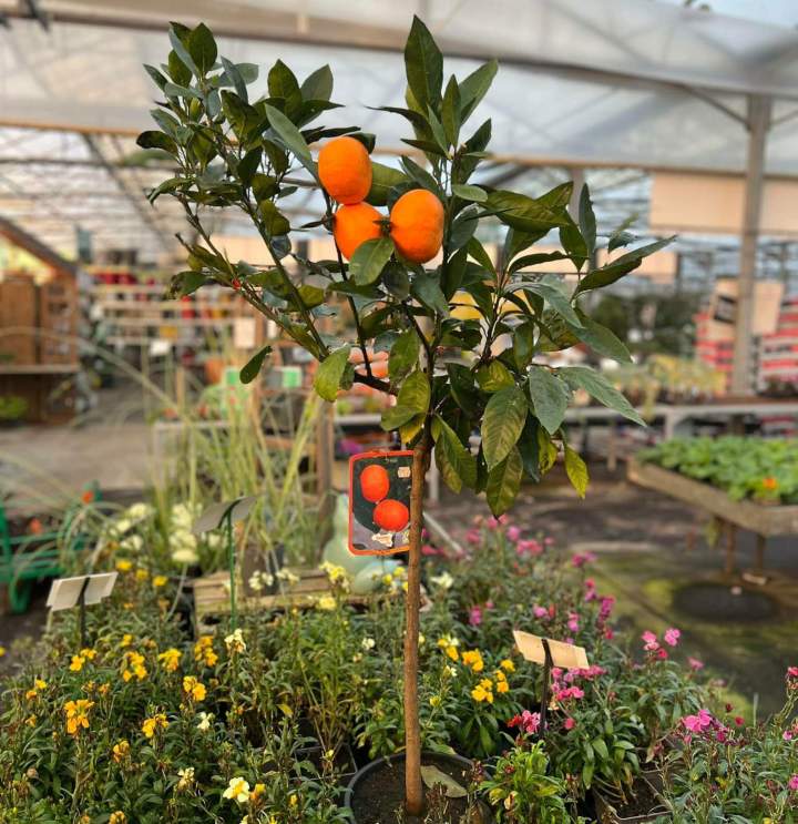 Tout pour cultiver votre potager et vos aromates.