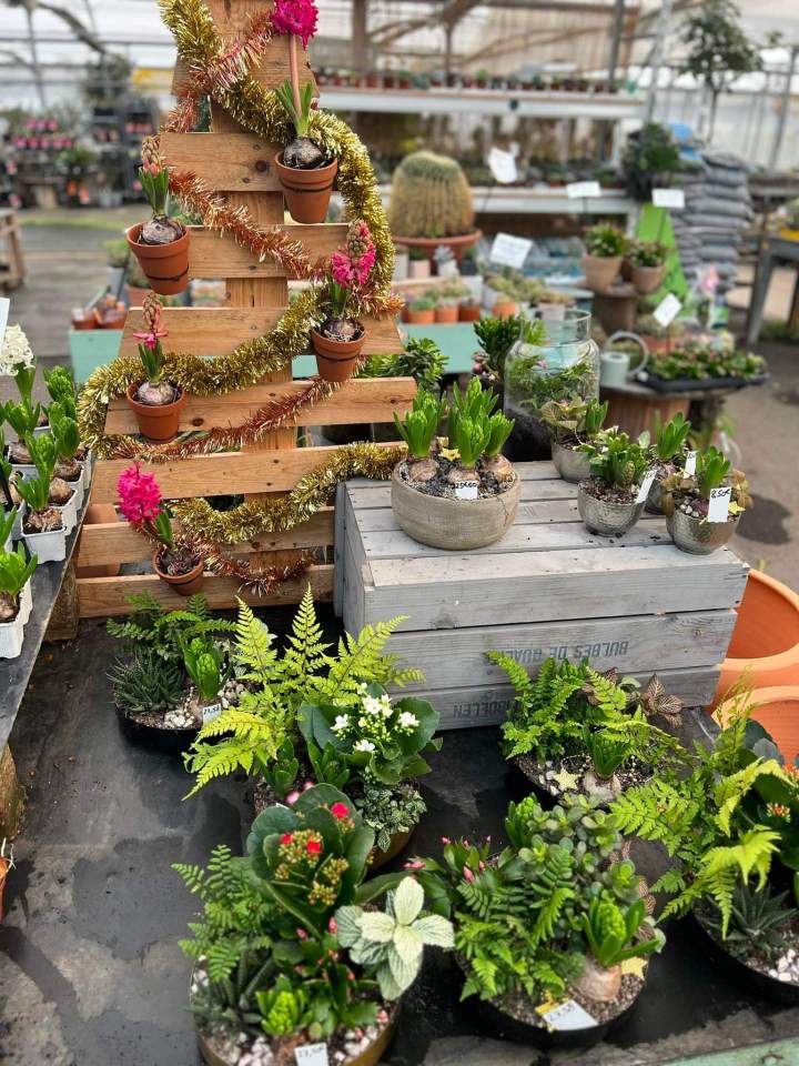 Vente de plantes Plougoumelen 