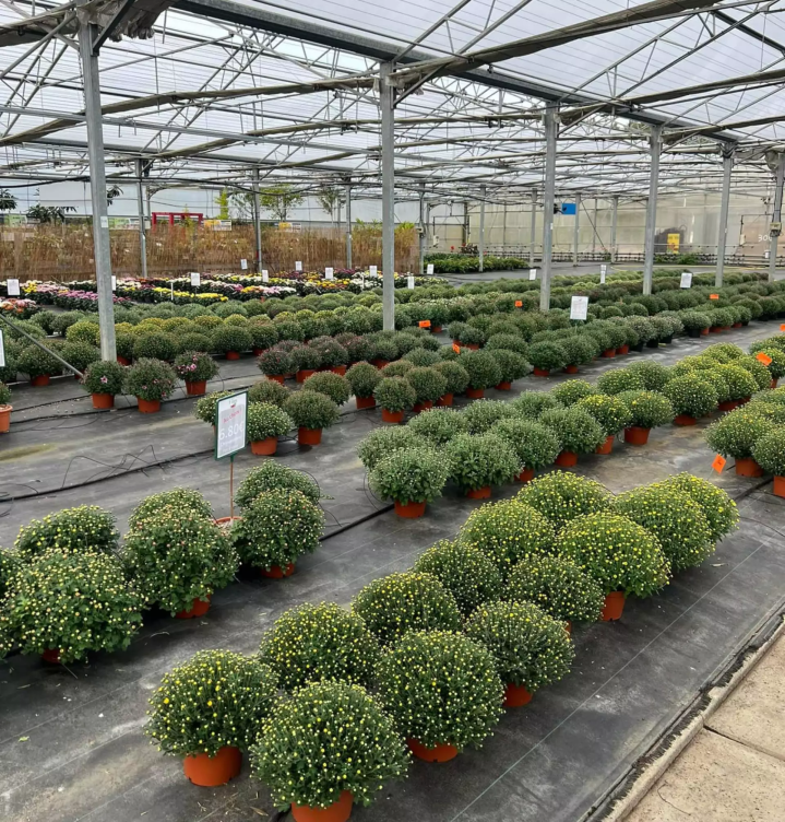 Production de plantes Plougoumelen