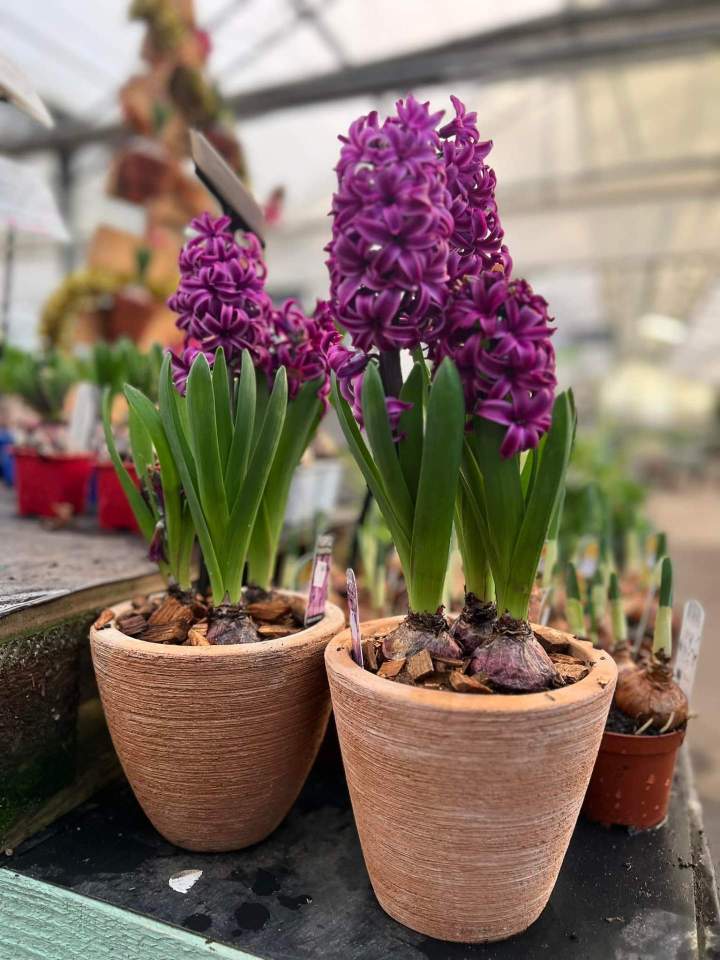 Plantes bulbeuses vivaces Plougoumelen