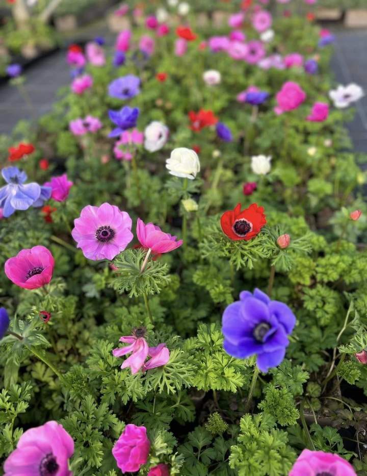 Matériel jardinage Plougoumelen