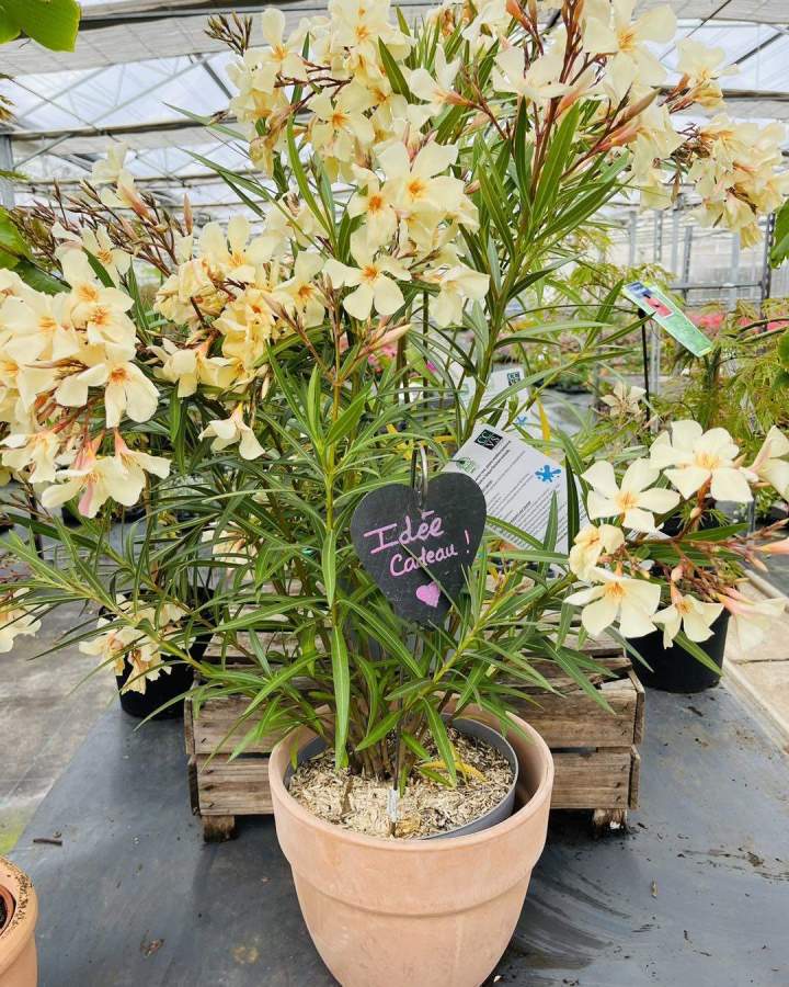 Idées cadeau Plougoumelen