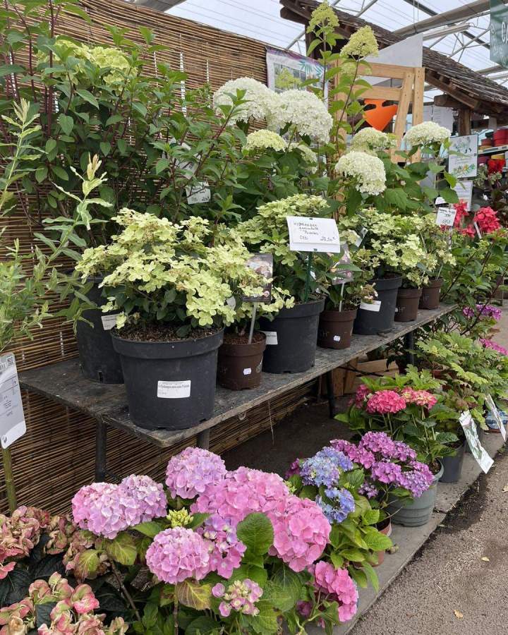 Producteur plantes fleuries Plougoumelen