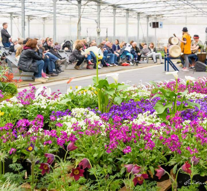 Vente de plantes vivaces Plougoumelen