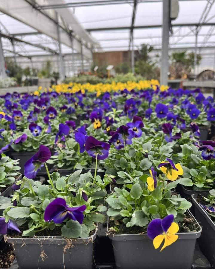 Fourniture plantes professionnels Plougoumelen