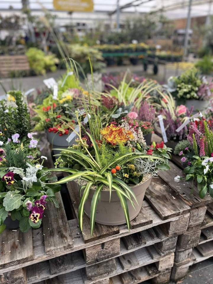 Plantes à fleurs pour jardin Plougoumelen