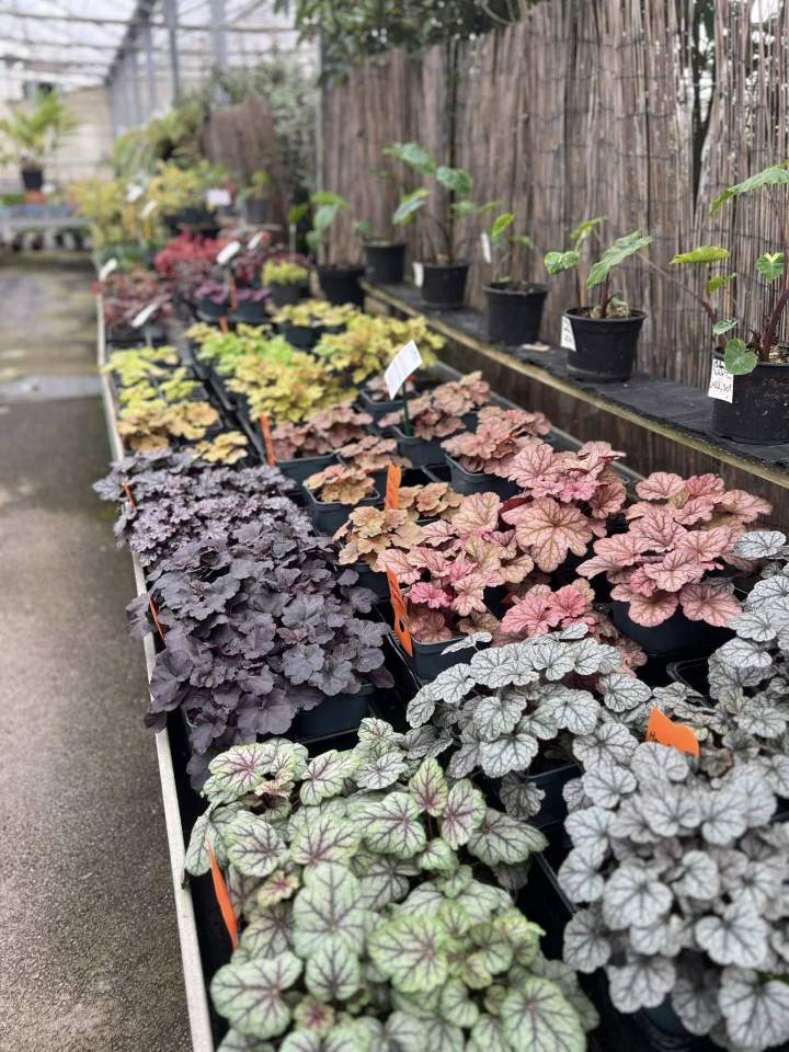 Grossiste plantes fleurs Plougoumelen