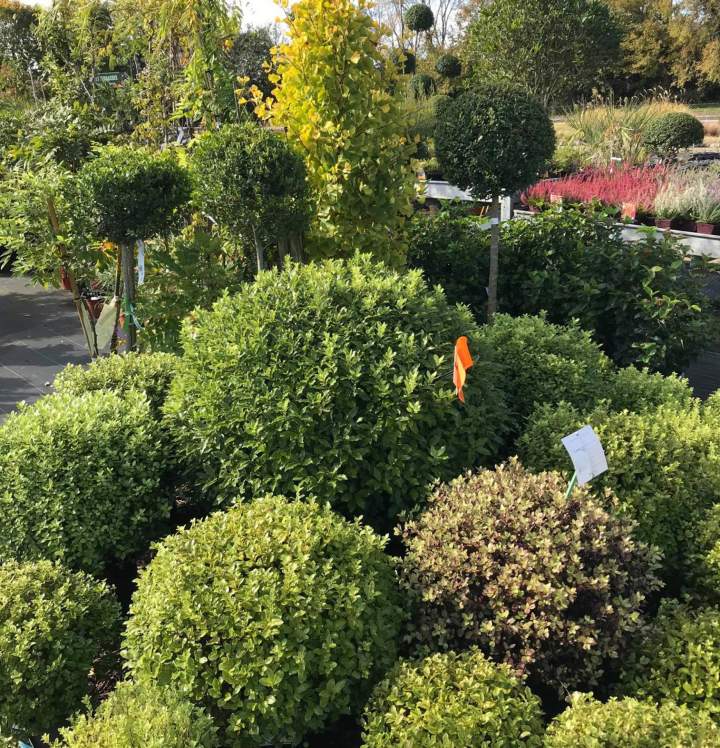 Partenaire végétal dédié aux créateurs d'espaces verts.