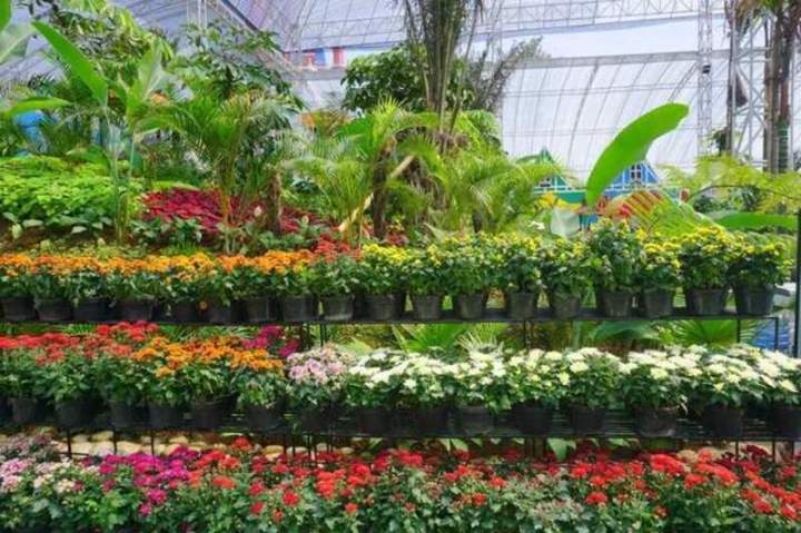 Pépinière, Ploeren