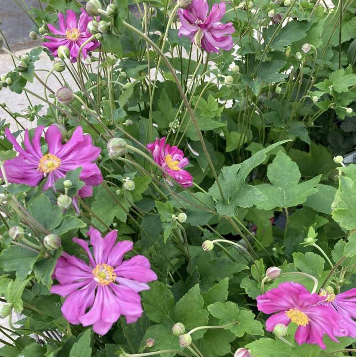 Producteur plantes fleuries Plougoumelen