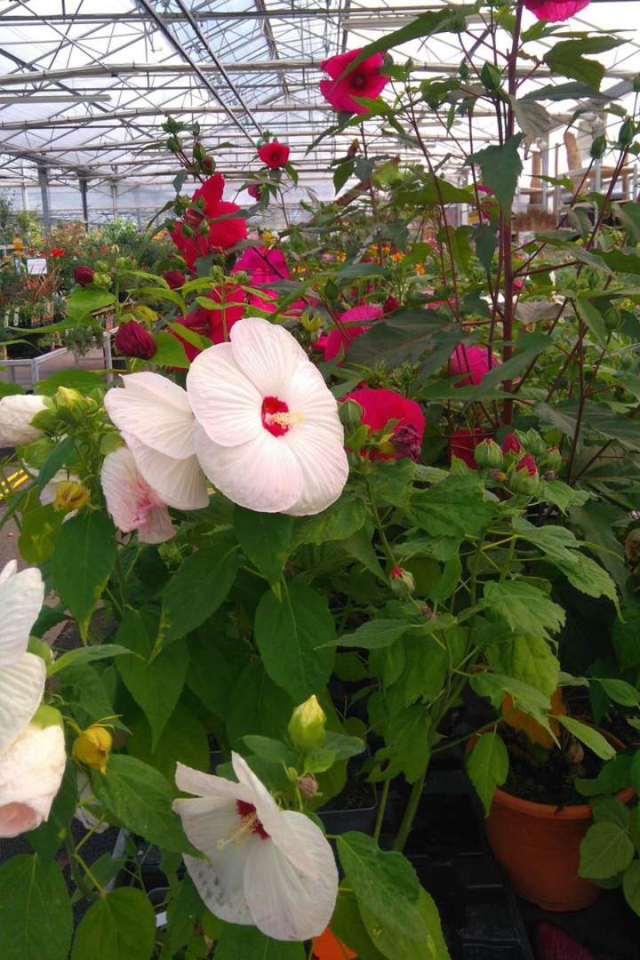 Achat plantes pérennes Plougoumelen