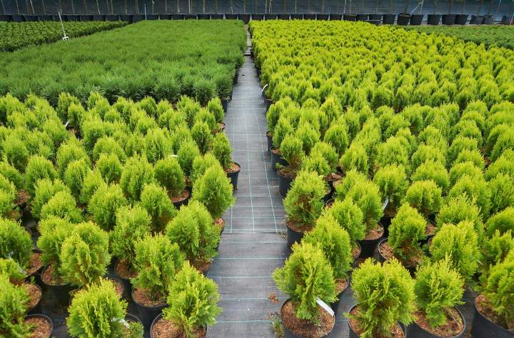 Achat plantes pérennes Plougoumelen