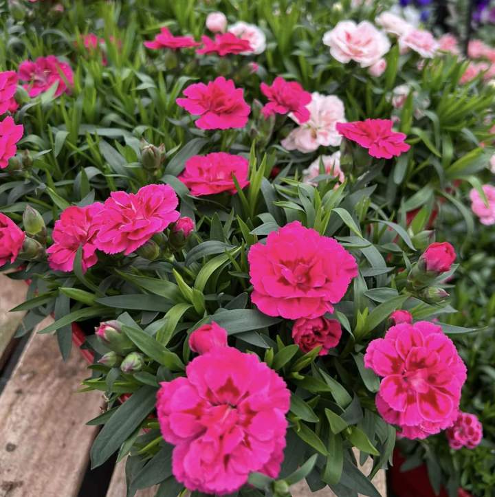 Commercialisation de plantes vivaces à Plougoumelen