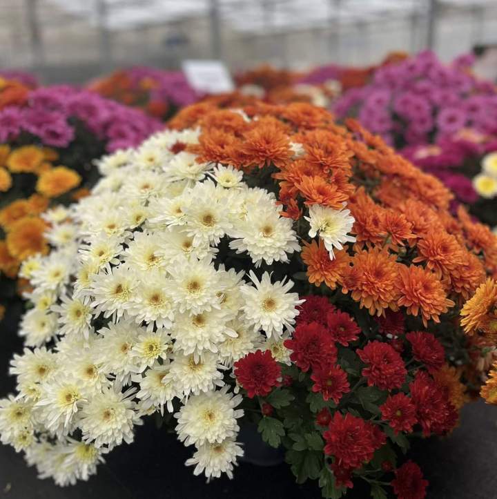 Vente de plantes vivaces Plougoumelen