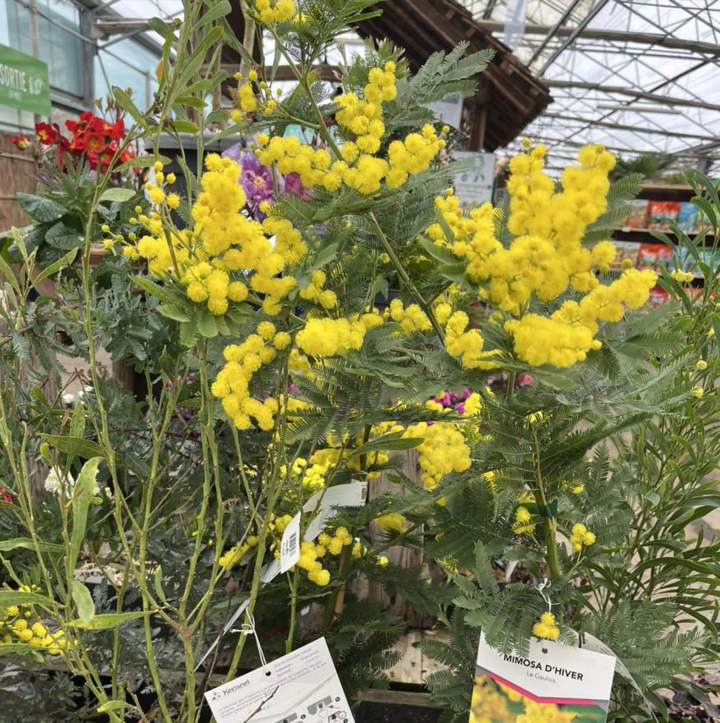 Horticulteur Plougoumelen