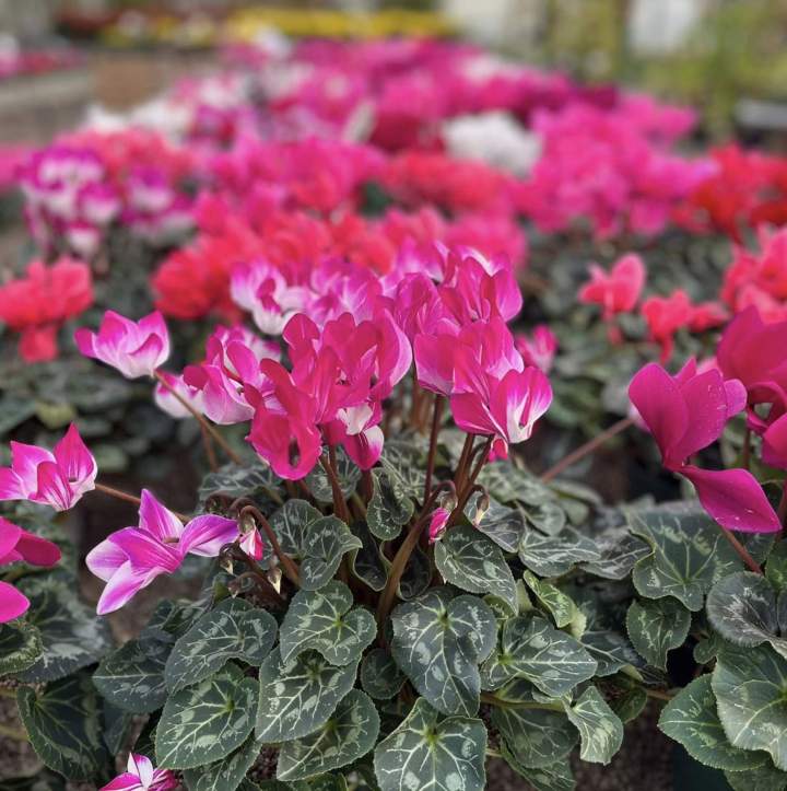 Fleuristes Plougoumelen