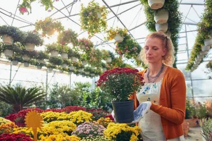 Jardinerie, Saint-Avé