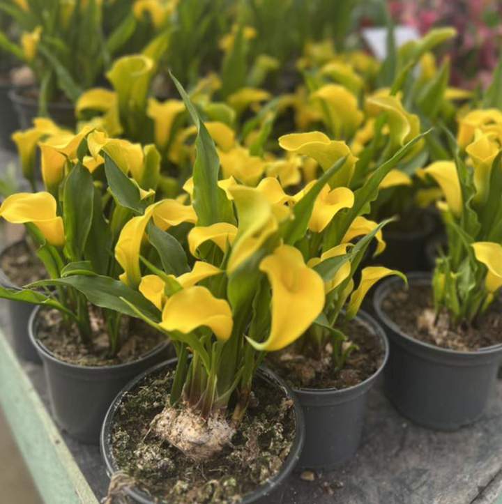 Achat plantes pérennes Plougoumelen