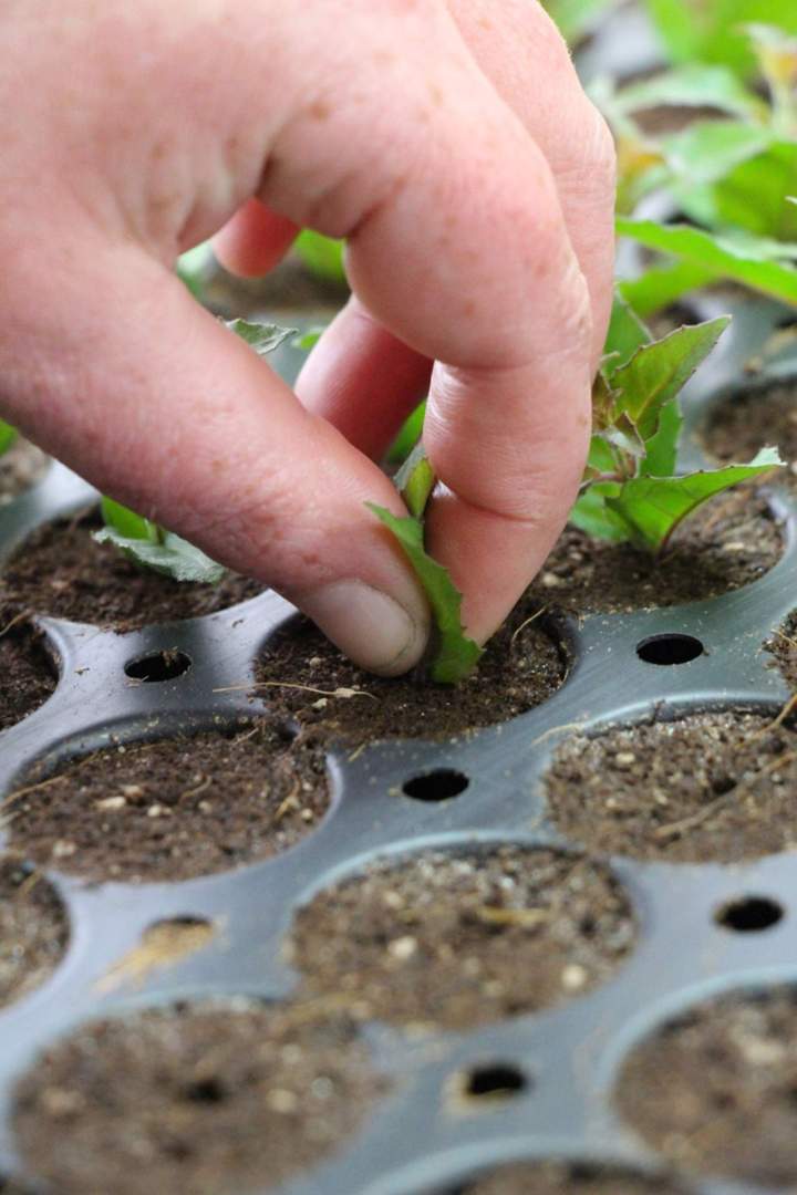 Production locale à Plougoumelen