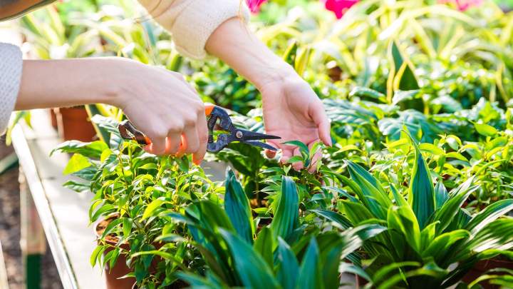 Pépiniériste Plougoumelen