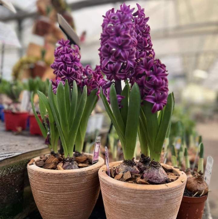 Jardinerie Plougoumelen