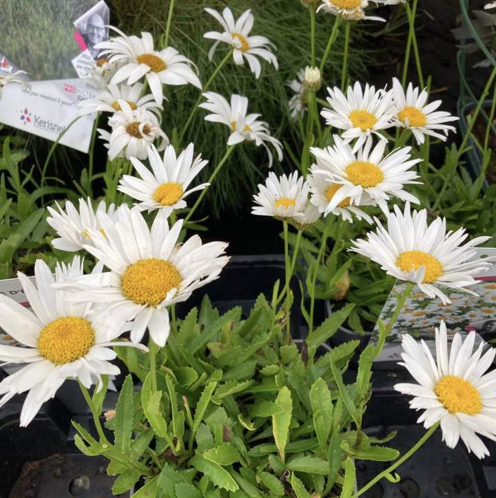 Paysagistes Plougoumelen