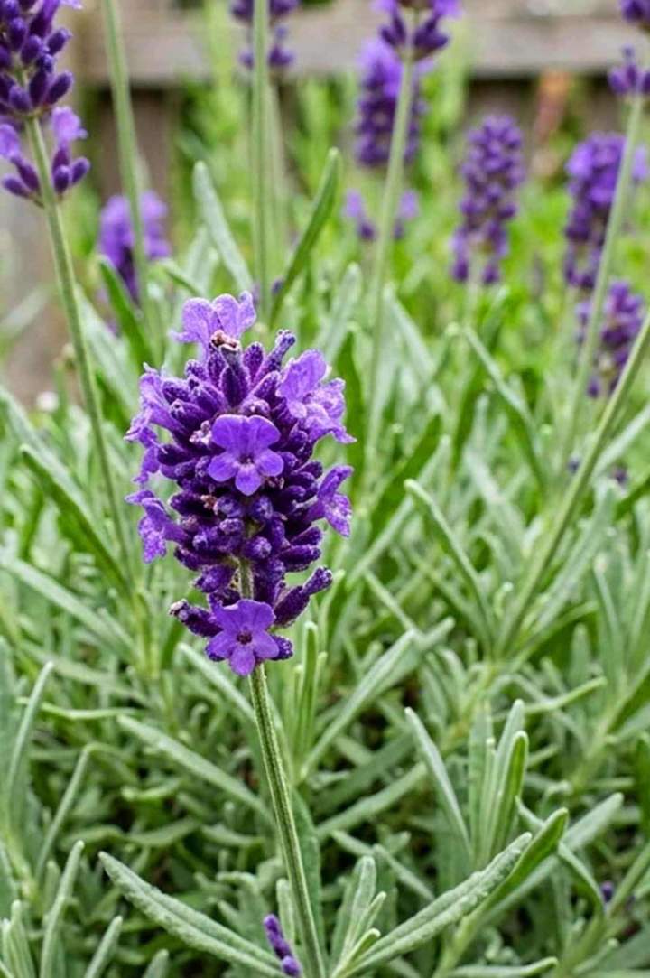 Pépinière plantes aromatiques Plougoumelen